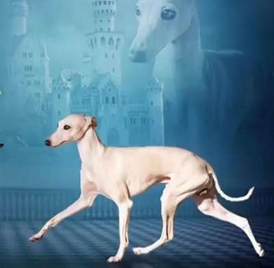 House of Hounds Rolex