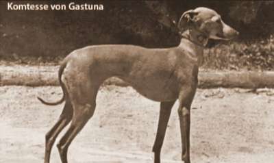 Komtesse Von Gastuna