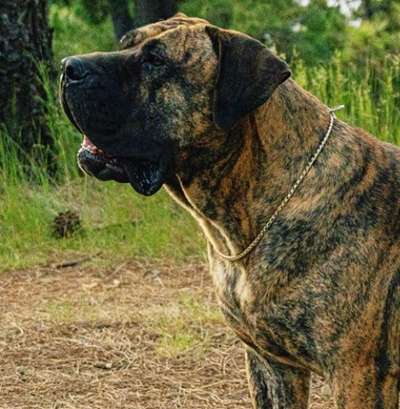 BANDAMA CANARIKENNEL