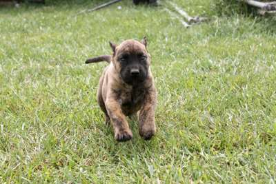 HONEY B DE TOLEDO PRESA
