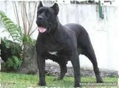 HIDA DE DOG REAL