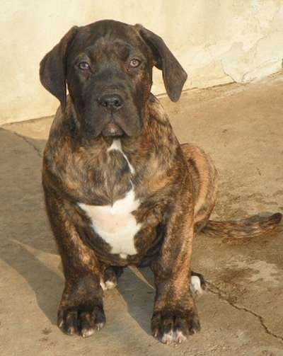 GORILA DE SPARTAN D KENNEL