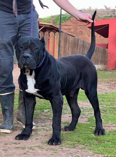 Congo de Irema Curtó
