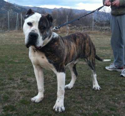 SEBAS DE IRON BULL (ZORBA)