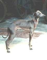 Donatello Della Caveja