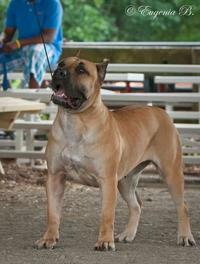 BRAVO KENNEL'S LIEA