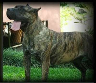 SAMOA DEL CANE CLUB