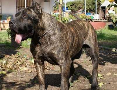 ELSA DE BARNACAN BULL
