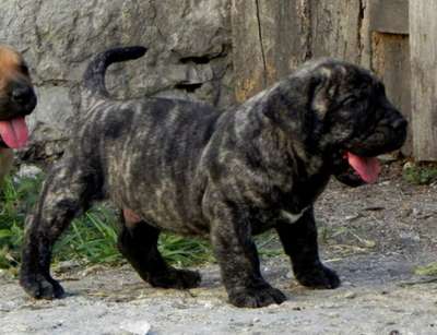 CARLITO DE SPALATO BULL