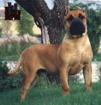CURRITO DE BARNACAN BULL
