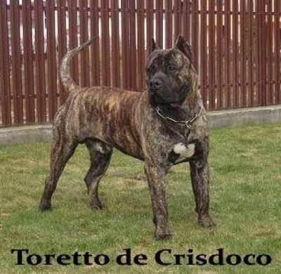 TORETTO DE CRISDOCO