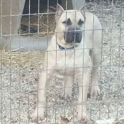 BLACK STAR PRESA'S CASSIUS