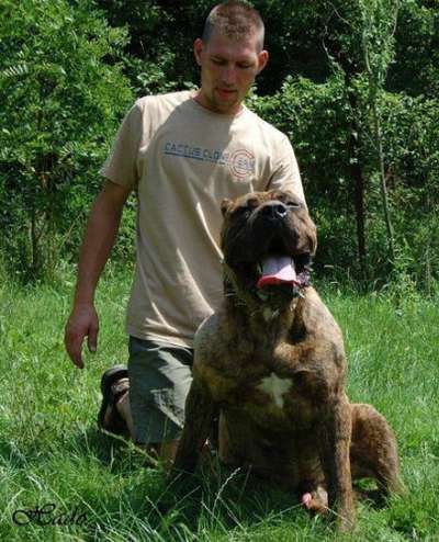 GUARDIA DE HADO BRUNO