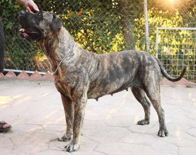 BERETTA BALUARTE DE LOS PERROS