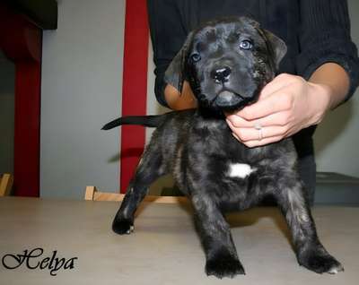 HELYA DES MOLOSSES DES 7 VALLEES