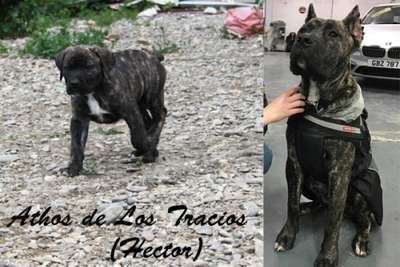 ATHOS DE LOS TRACIOS