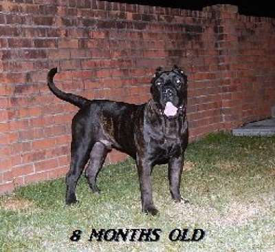 GEHENNA DE AMERICAN BRED KENNEL