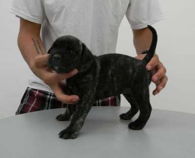 BELLA KONA DE PEYRE KENNELS