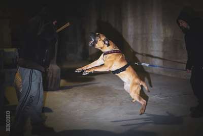 STUBBORN GUARDIAN KERBEROS