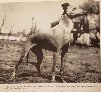 Miss Ninette Of Palermo