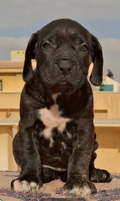 ELSA NILE GAURD KENNEL