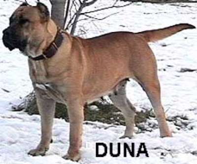 DUNA DE LEON PENATE OF RED STAR