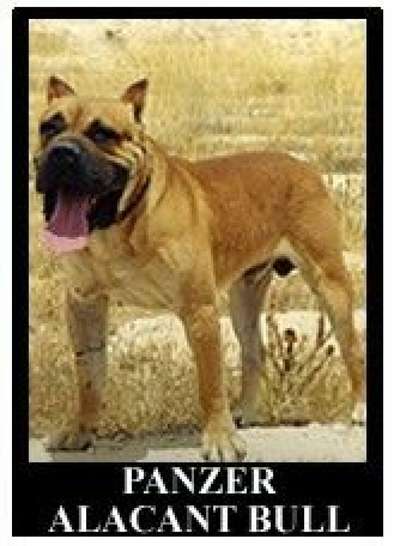 PANZER DE ALACANT BULL