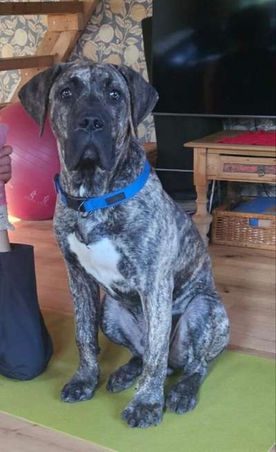 DRAGO PERRO DE POR VIDA