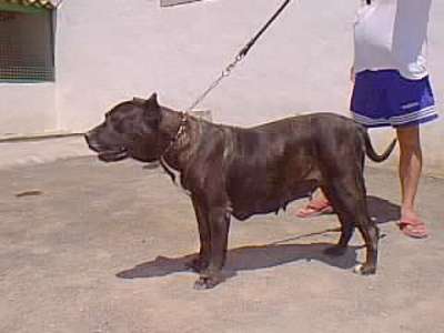 IRGA DE HARIDIAN DEL VALLE
