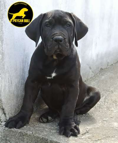BLAZE DE PRYCAN BULL KENNEL