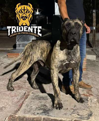 VALENTINO TRIDENTE PRESA CANARIO