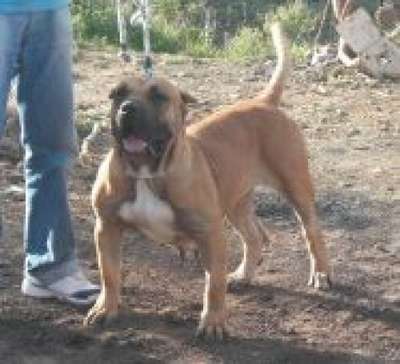 GITANA