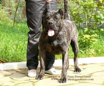 VIVA PERRO PRESA GRAND