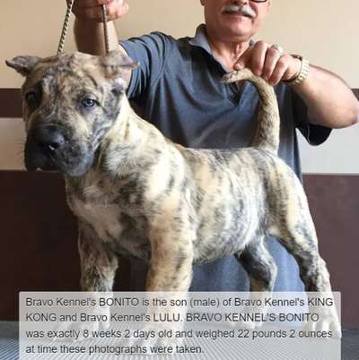 BRAVO KENNEL’S BONITO