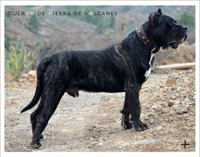 MULATO DE TIERRA DE VOLCANES