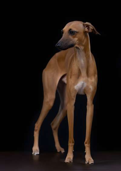 Angelˋs Amor Isarhund