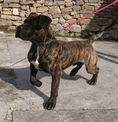 JACALL DE SPALATO BULL