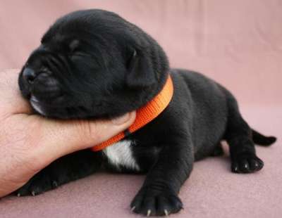 BOSS BULL CANARIO SABA