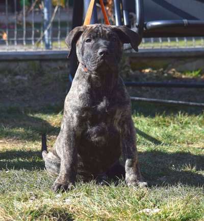 BUCOVINA WORKING DOGS BALOO