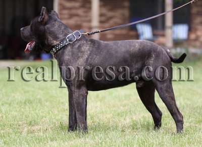 GRIMM DE CABEZA GRANDE