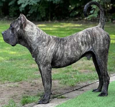 SASUKE DE STEARNS KENNEL