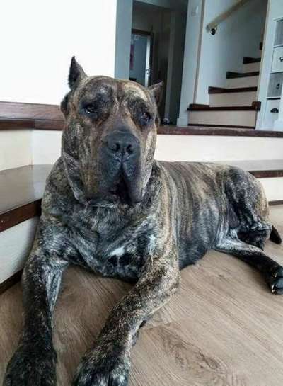 WENGA DE REY GLADIADOR