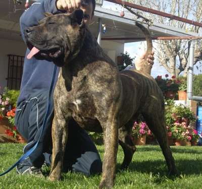 NUCA II DE BARNACAN BULL