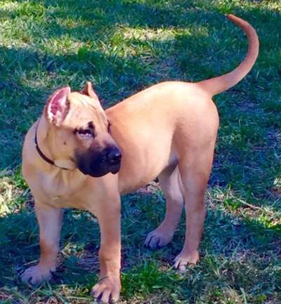 RUBIA DE BARNACAN BULL