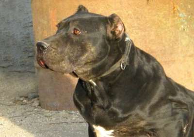 ALICIA DE KING ZULU
