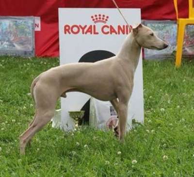 House Of Hounds Aston Martin