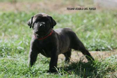 TEXANE DIABLO DEL FUEGO