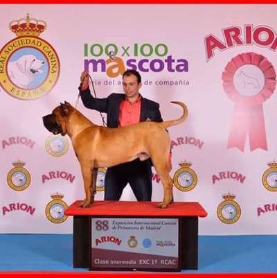 ANCOR DE GAROEBULLDOG