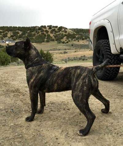ALLEGRA DE VARRO BULL