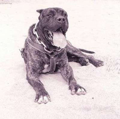 BOBI